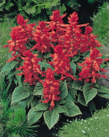 Сальвия блестящая (Salvia splendens)