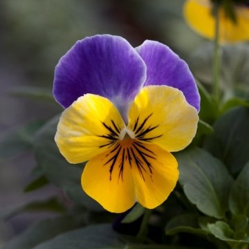 Виола рогатая (Viola cornuta)