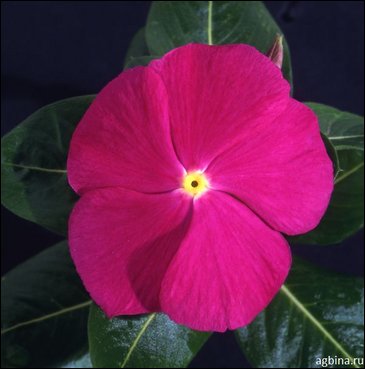 Катарантус розовый (Vinca rosea)