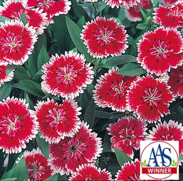 Гвоздика китайская х турецкая (Dianthus chinensis x barbatus)