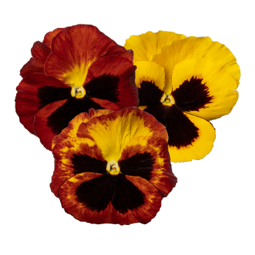 Виола Виттрока (Viola wittrockiana)