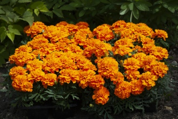 Бархатцы отклоненные (Tagetes patula)