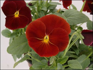 Виола Виттрока (Viola wittrockiana)