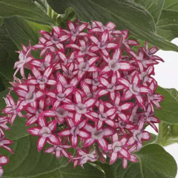 Пентас ланцетовидный (Pentas lanceolata)