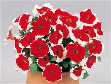 Петуния многоцветковая (Petunia multiflora)