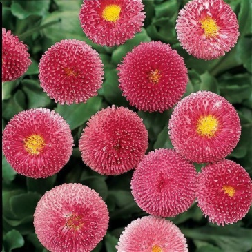 Маргаритка многолетняя (Bellis perennis)