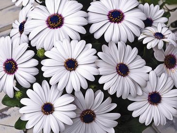 Остеоспермум Эклона (Osteospermum eclonis)