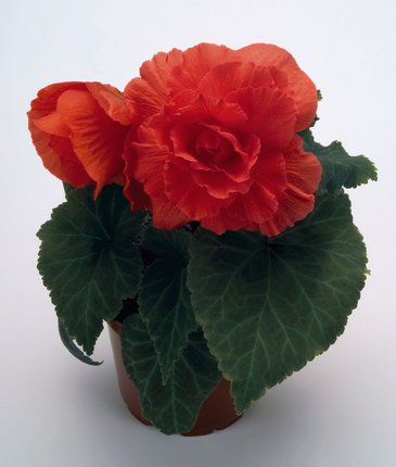 Бегония клубневая махровая (Begonia tuberhybrida)