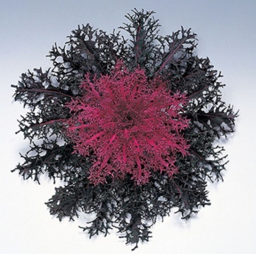 Декоративная капуста (Brassica oleracea)