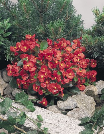 Бегония вечноцветущая (зеленая листва) (Begonia semperflorens)