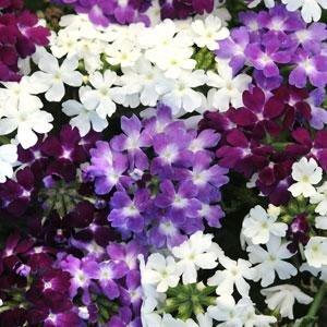 Вербена гибридная (Verbena hybrida)