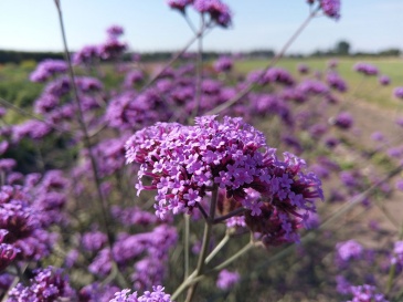 Вербена буэнос-арейская (Verbena bonariensis)