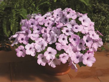 Петуния ампельная гибридная (Petunia x hybrida)