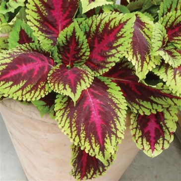 Колеус гибридный (Coleus х hybrida)
