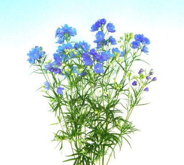 Дельфиниум китайский (Delphinium chinensis)