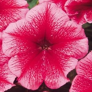Петуния многоцветковая (Petunia multiflora) Петуния многоцветковая (Petunia multiflora)