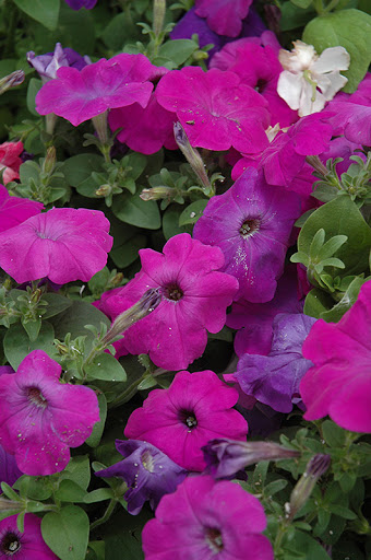 Петуния многоцветковая (Petunia multiflora)