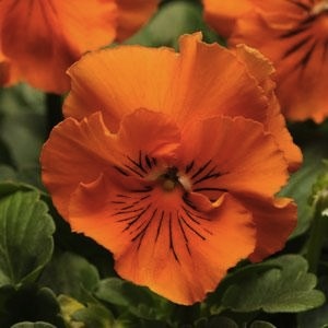 Виола виттрока махровая (Viola wittrockiana)