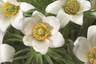 Прострел обыкновенный (Pulsatilla vulgaris)