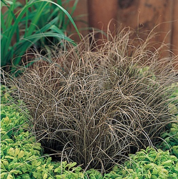 Осока власовидная (Carex comans)