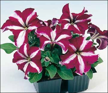 Петуния крупноцветковая (Petunia grandiflora)