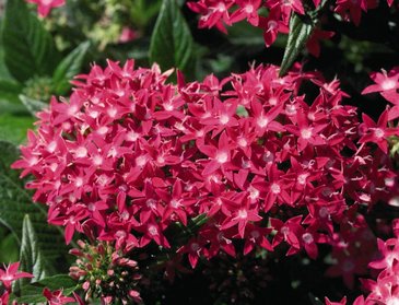 Пентас ланцетовидный (Pentas lanceolata)