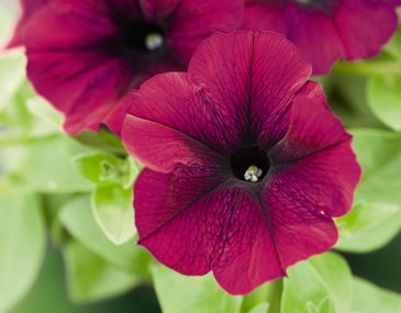 Петуния ампельная гибридная (Petunia х hybrida)