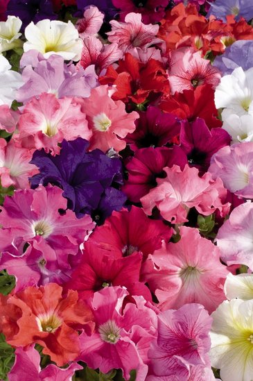 Петуния крупноцветковая (Petunia grandiflora)
