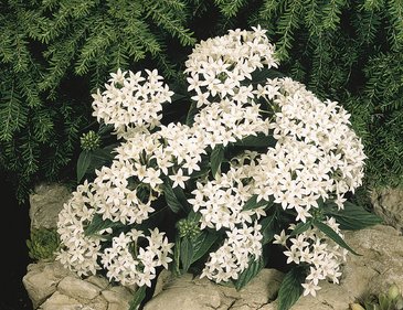 Пентас ланцетовидный (Pentas lanceolata)