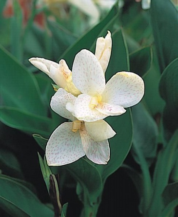 Канна садовая (Canna generalis)