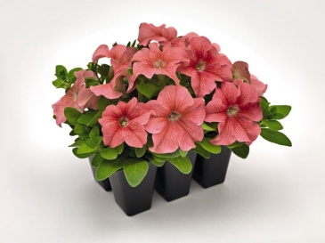 Петуния крупноцветковая (Petunia grandiflora)