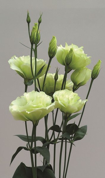 Лизиантус (Эустома) крупноцветковый (Lisianthus grandiflorum)