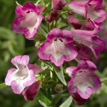 Пенстемон Хартвига (Penstemon hartwegii)