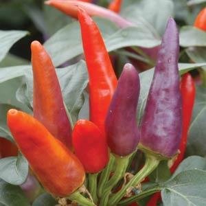 Перец летний (Capsicum annuum)