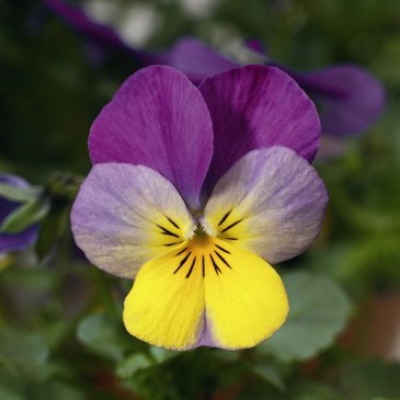 Виола рогатая (Viola cornuta)