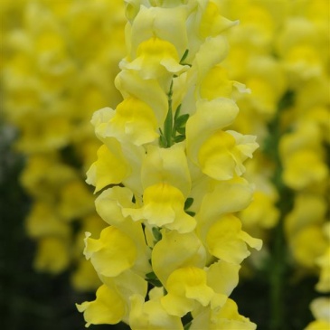 Львиный зев (Антирринум) большой (Antirrhinum majus)