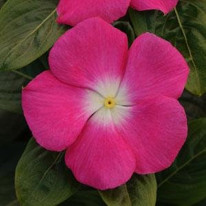 Катарантус розовый (Vinca rosea)