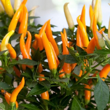 Перец летний (Capsicum annuum)