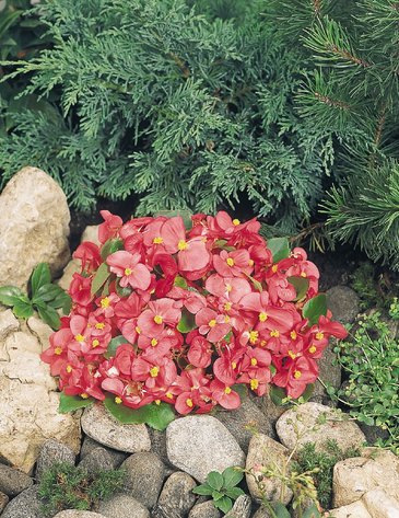 Бегония вечноцветущая (зеленая листва) (Begonia semperflorens)