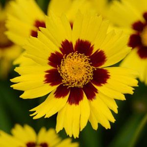 Кореопсис крупноцветковый (Coreopsis grandiflora)