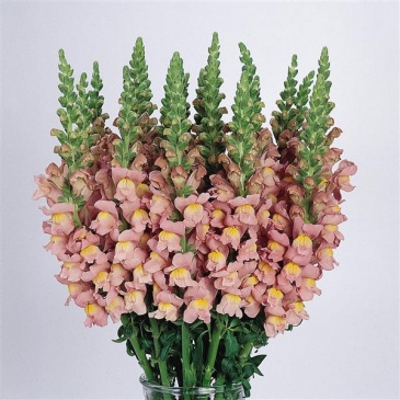 Львиный зев (Антирринум) большой (Antirrhinum majus)