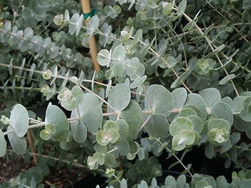 Эвкалипт пепельный (Eucalyptus cinerea)