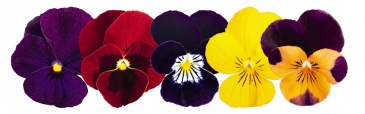 Виола рогатая (Viola cornuta)