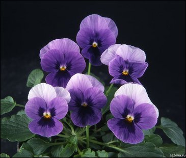Виола гибридная (Viola wittrockiana x cornuta)