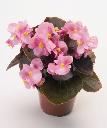 Бегония вечноцветущая (бронзовая листва) (Begonia semperflorens)