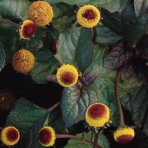 Спилантес масличный (Spilanthes oleracea)