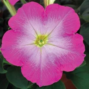 Петуния многоцветковая (Petunia multiflora)