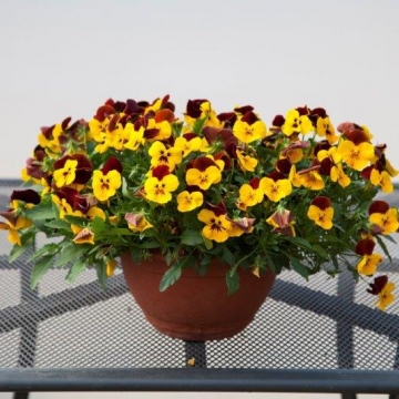 Виола виттрока ампельная (Viola x wittrockiana)