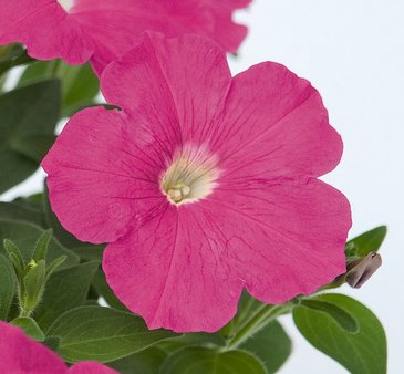 Петуния ампельная гибридная (Petunia х hybrida)