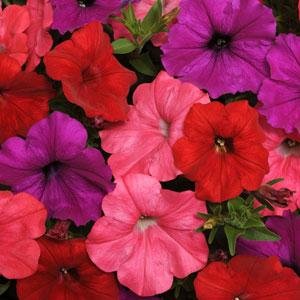 Петуния ампельная гибридная (Petunia х hybrida)